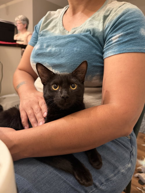 Blinx, a cat for adoption from Cat Around Town Project