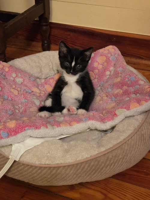Extenuating Circumstances (pre-adoption)
