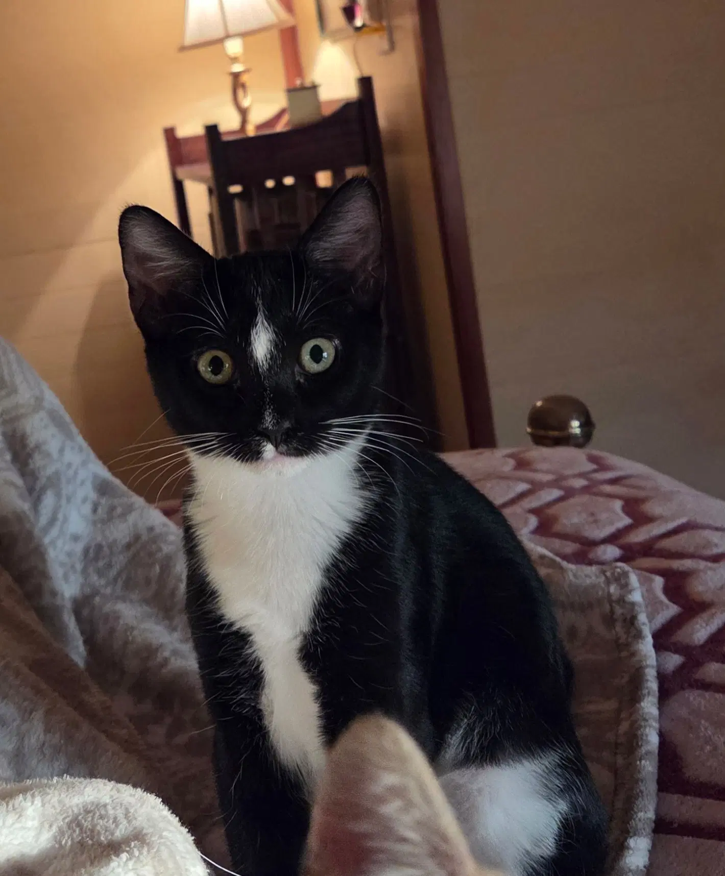 Extenuating Circumstances - Domestic Short Hair