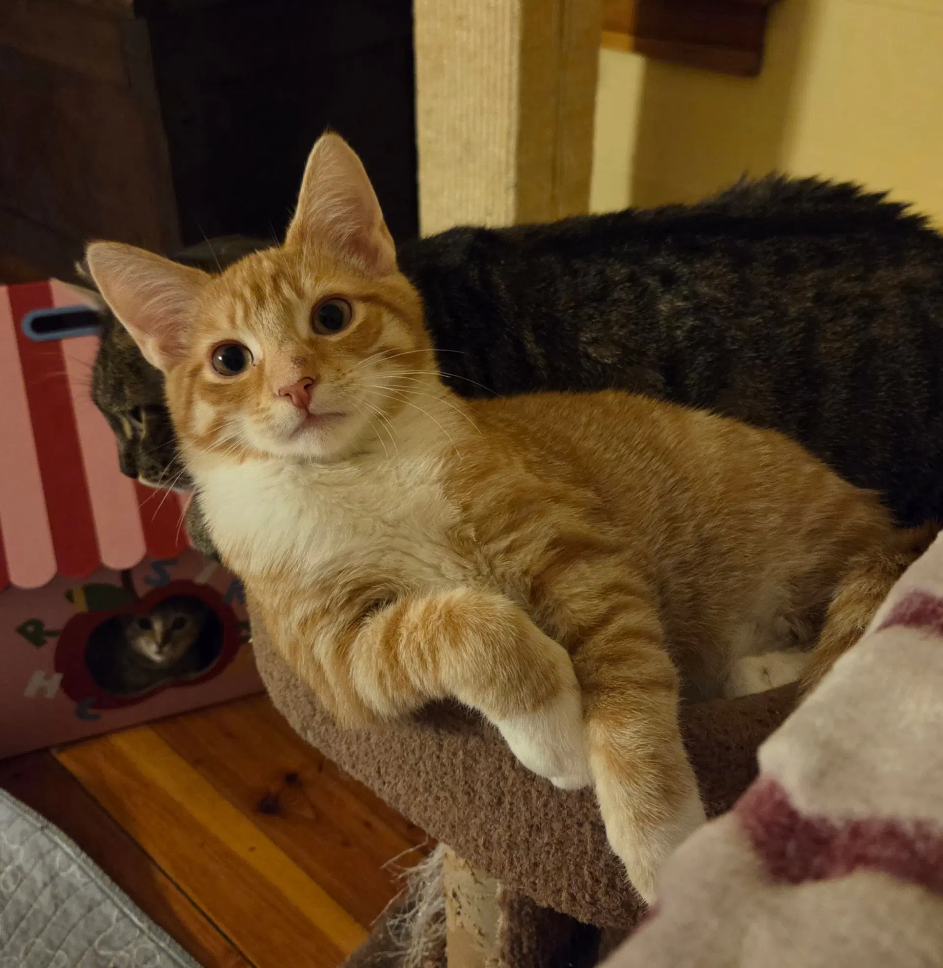 Torque - Domestic Short Hair