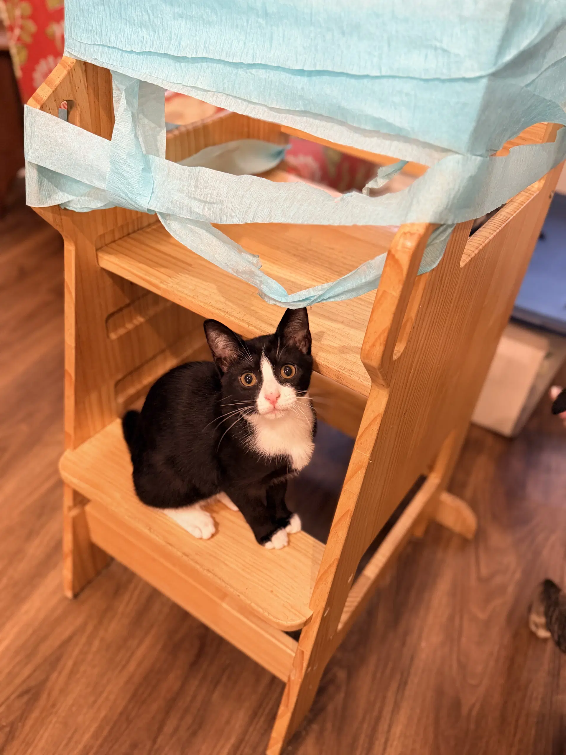 Bridezilla - Domestic Short Hair
