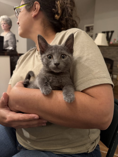 Marriot (Available for pre-adoption)