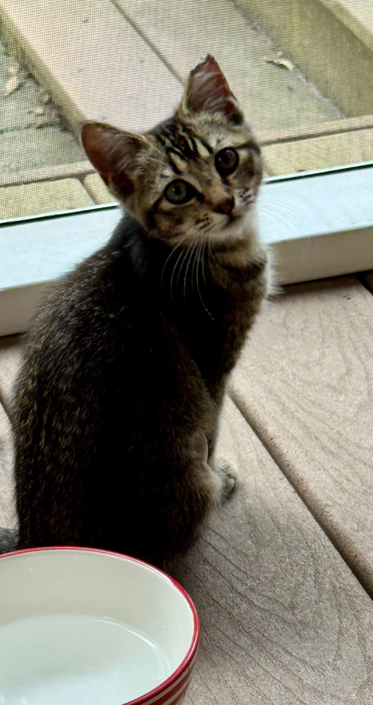 Miso - Domestic Short Hair