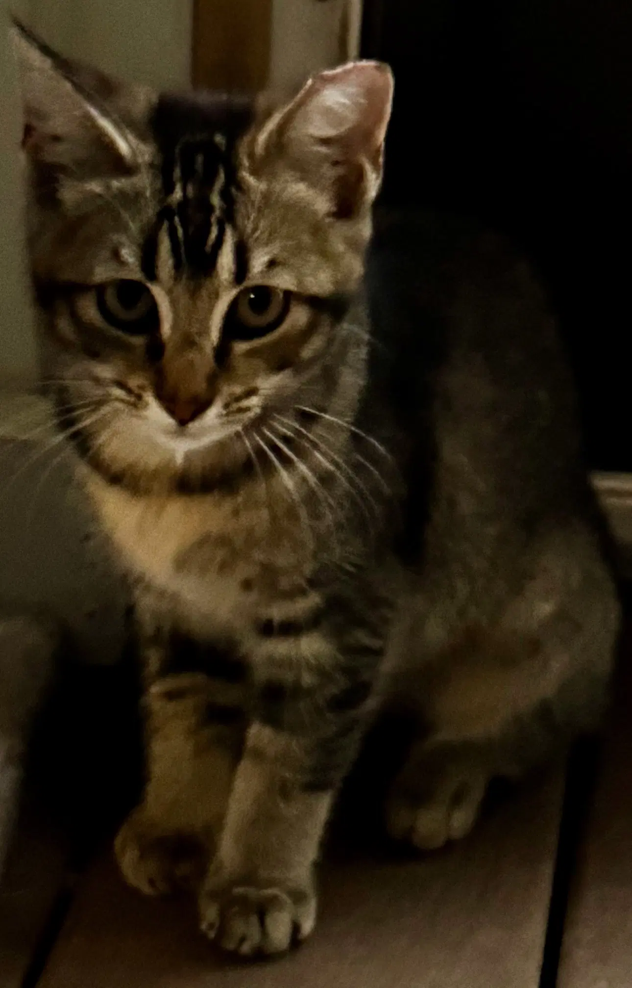 Miso image 2