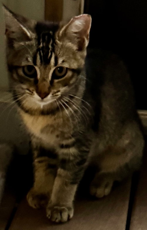Miso photo 2