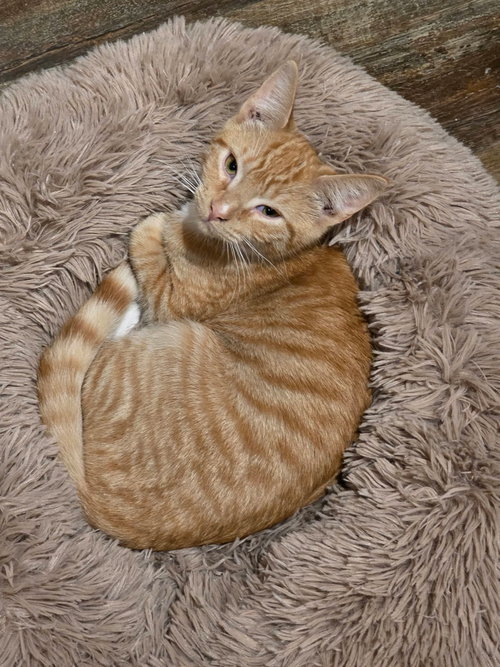 Ziggy (available for pre-adoption), a cat for adoption from Cat Around Town Project