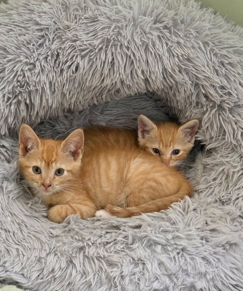 Purrcy (available for pre-adoption)