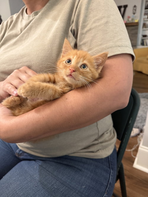 Sawyer (available for pre-adoption)