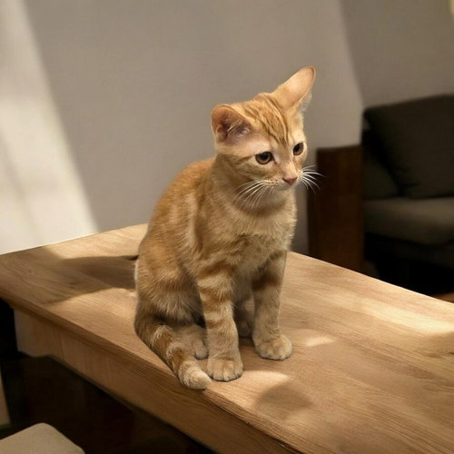 Photo 3 of Sawyer
