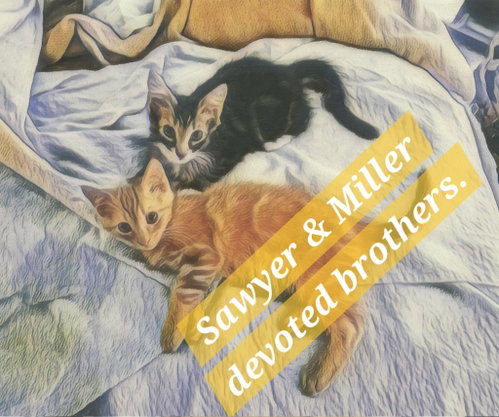Sawyer, a cat for adoption from Cat Around Town Project