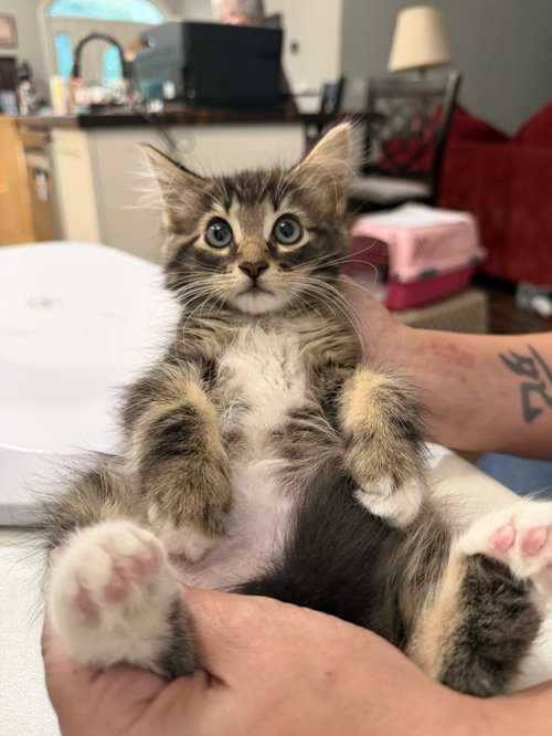 Miller (available for pre-adoption)