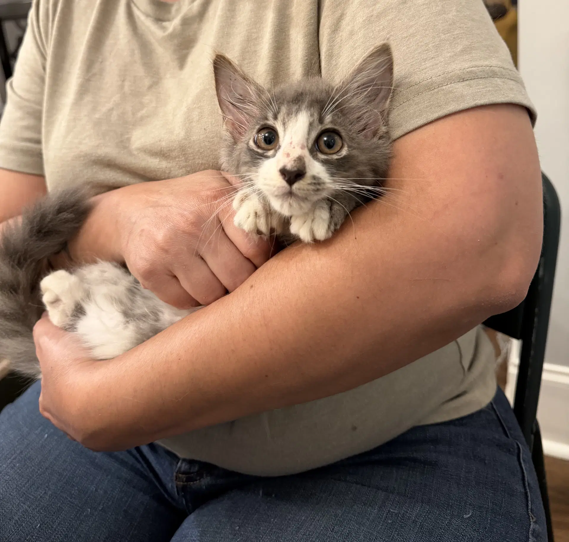 Nimbus Available For Pre-Adoption - Domestic Long Hair