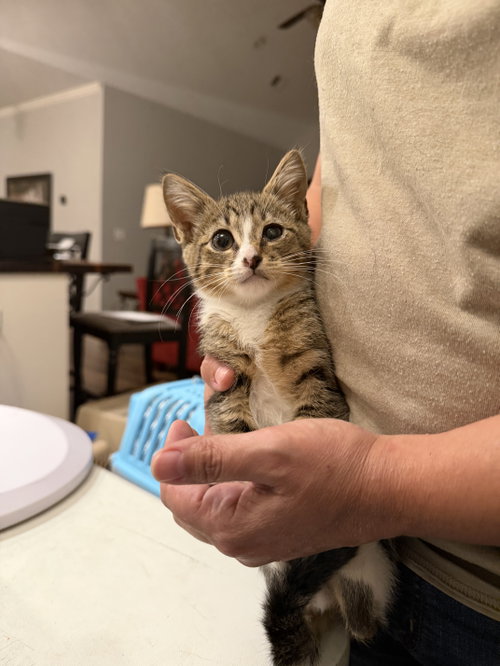 Vesper (available for pre-adoption)