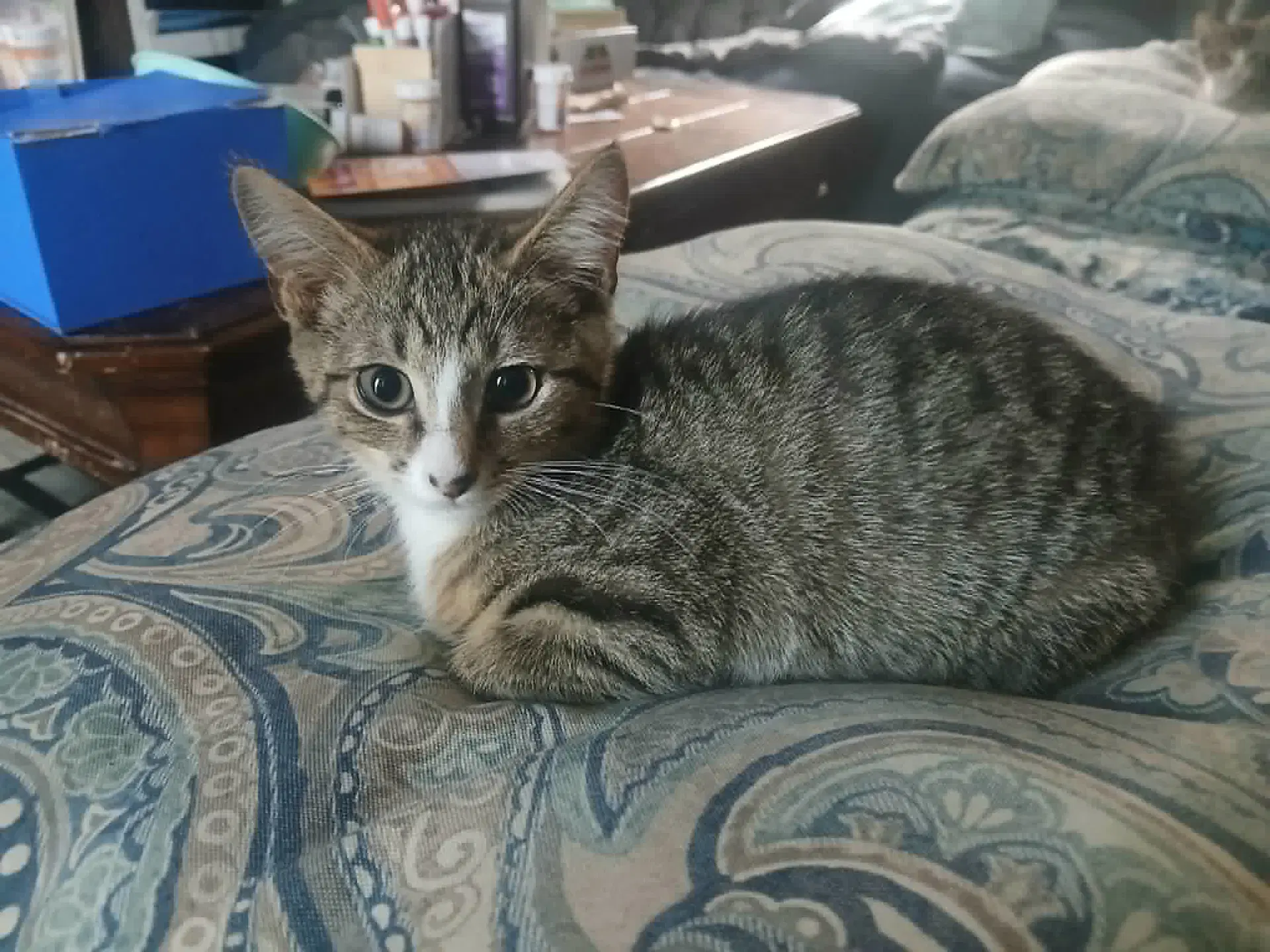 Vesper Available For Pre-Adoption image 3