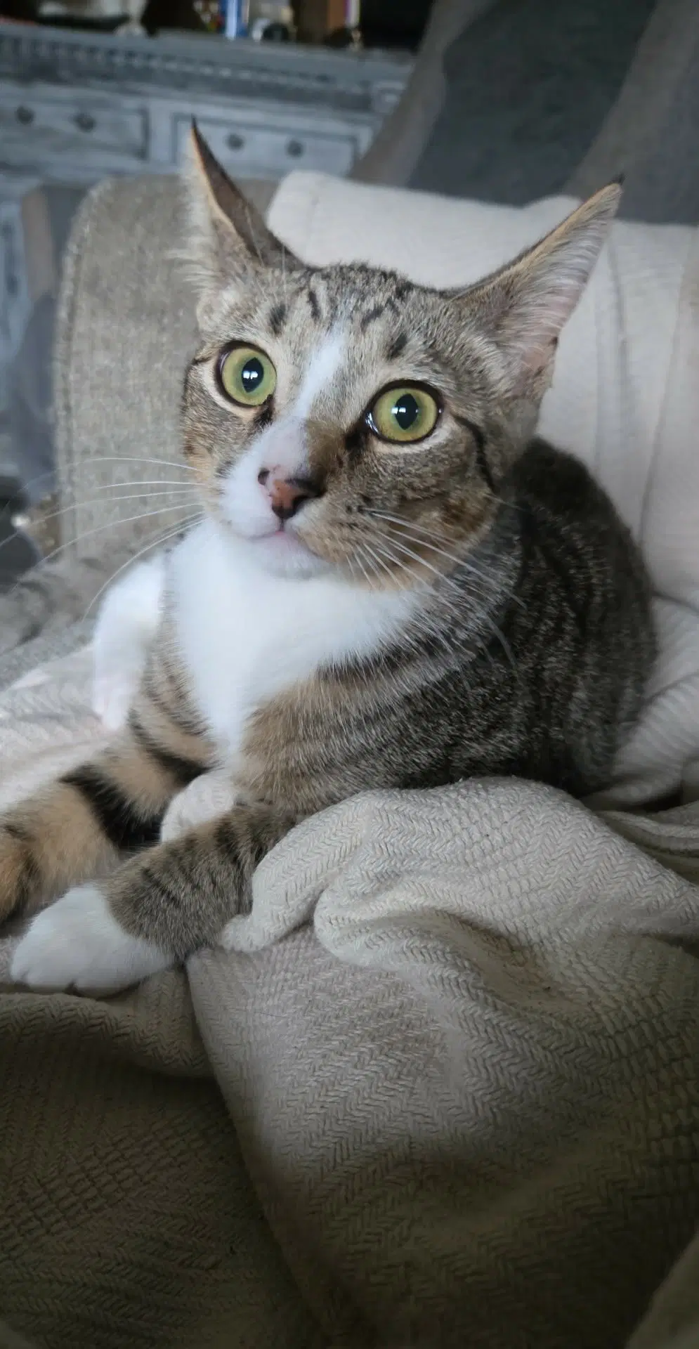 Vesper Available For Pre-Adoption image 2