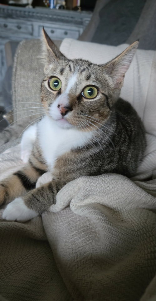 Photo 2 of Vesper (available for pre-adoption)