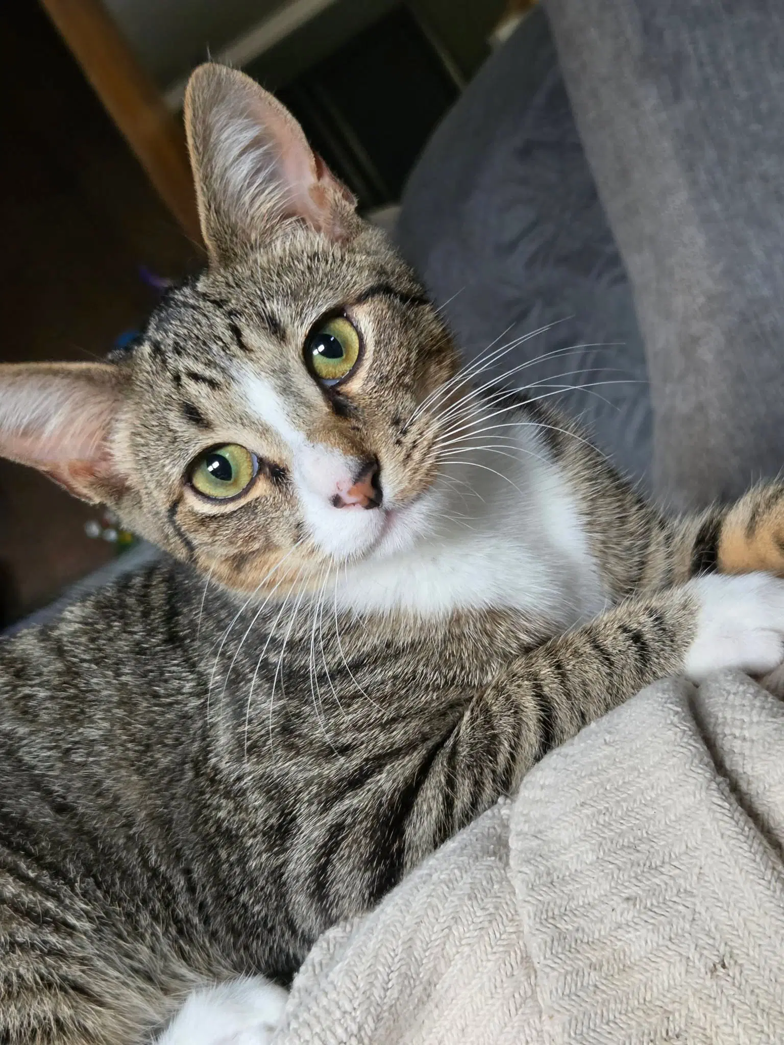 Vesper Available For Pre-Adoption - Domestic Short Hair