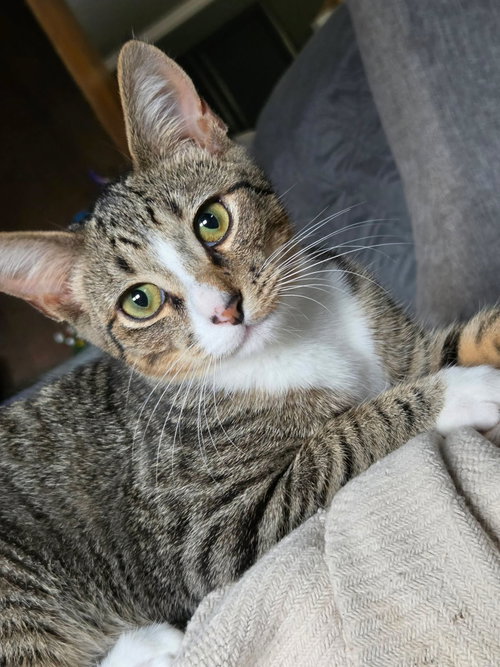 Vesper (available for pre-adoption), a cat for adoption from Cat Around Town Project