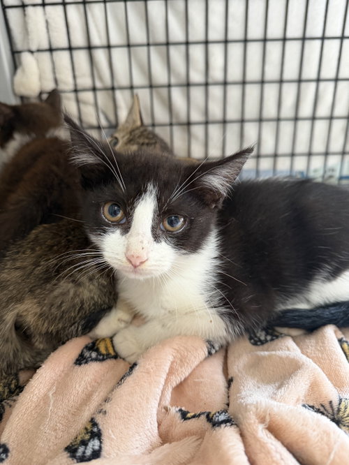 Snapple (available for pre-adoption)