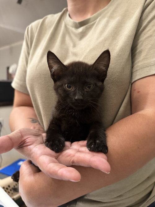 Dauber (available for pre-adoption)