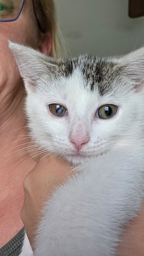 Four Corners (available for pre-adoption)