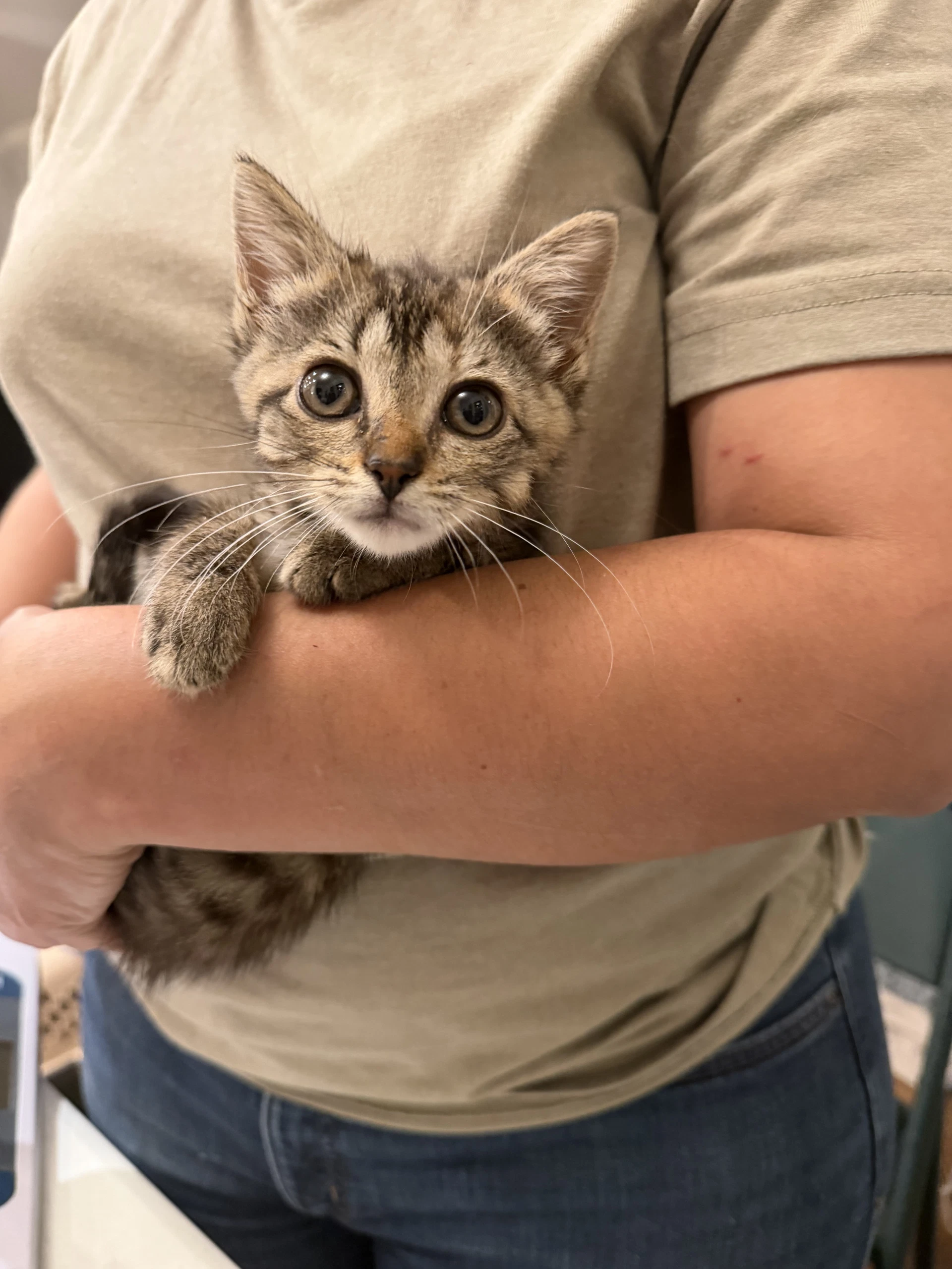 Squatter Available For Pre-Adoption