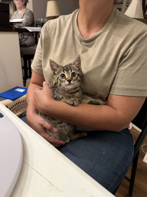 Accomplice (available for pre-adoption)