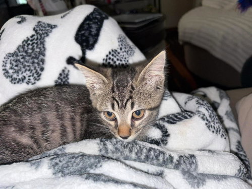 Accomplice (available for pre-adoption), Domestic Short Hair, cat for adoption in Rock Hill, South Carolina