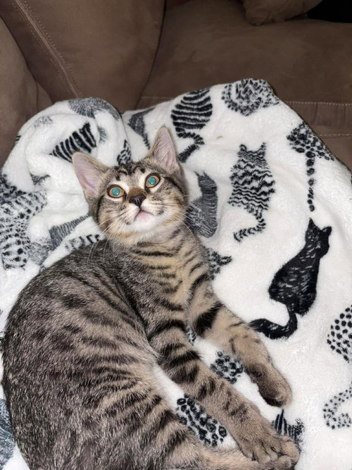 Accomplice (available for pre-adoption), an adoptable Domestic Short Hair in Camden, SC