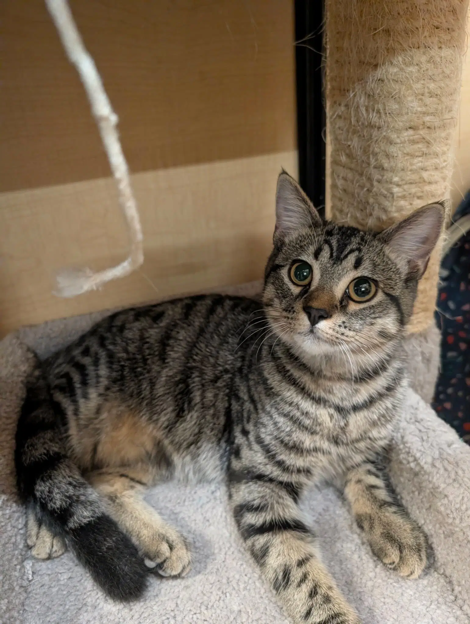 Accomplice - Domestic Short Hair