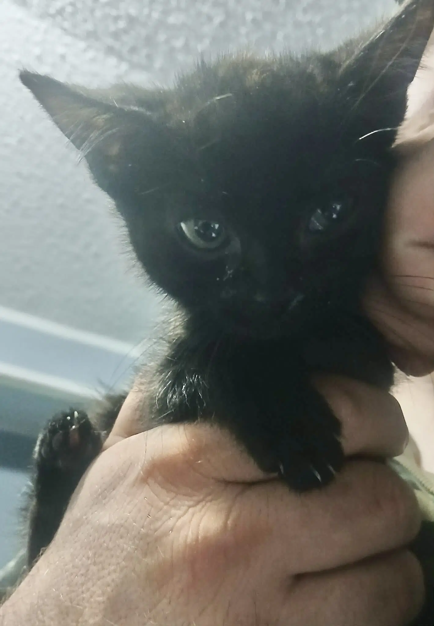 Noctus Available For Pre-Adoption - Domestic Short Hair