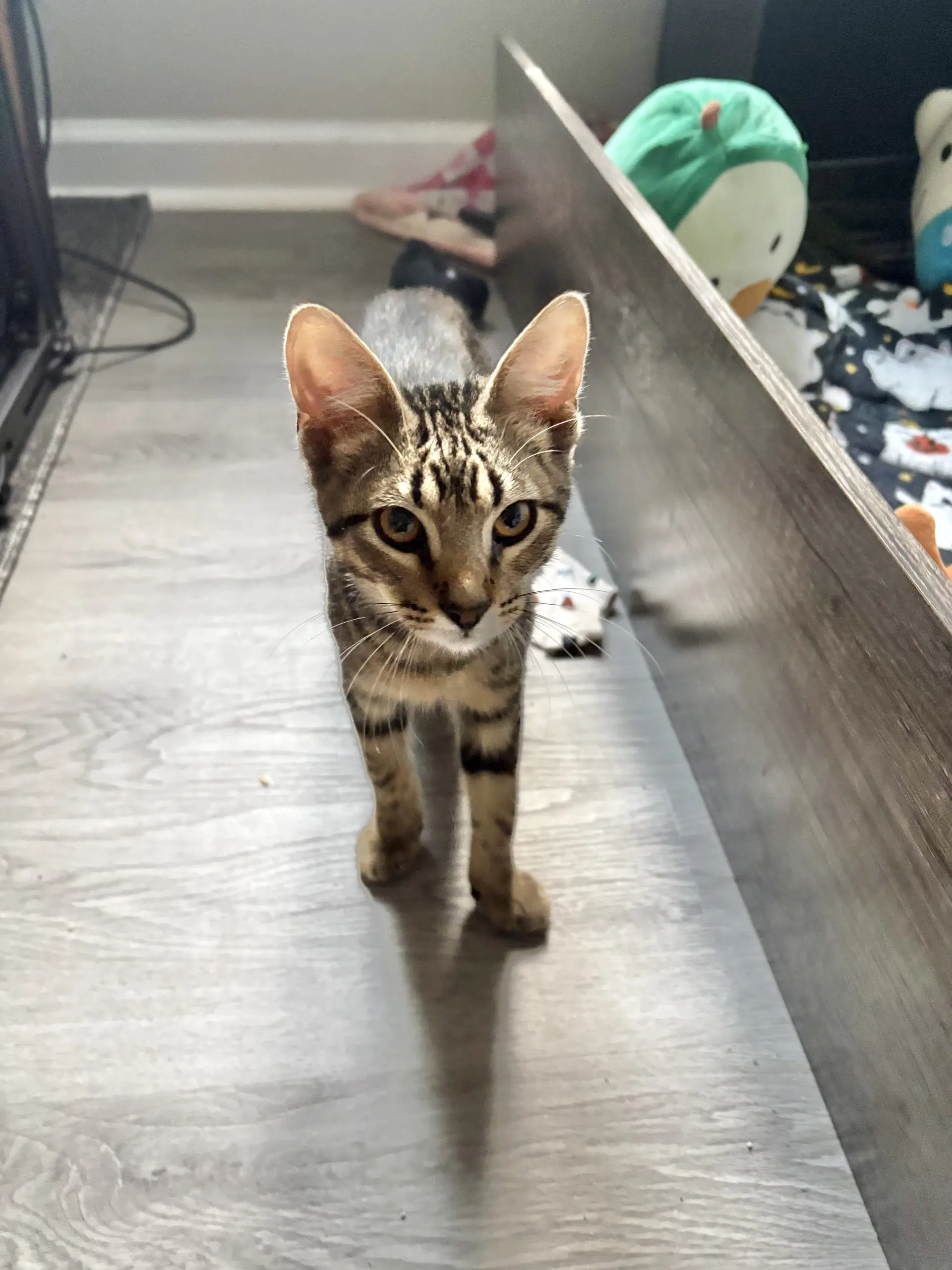 Shaw - Domestic Short Hair
