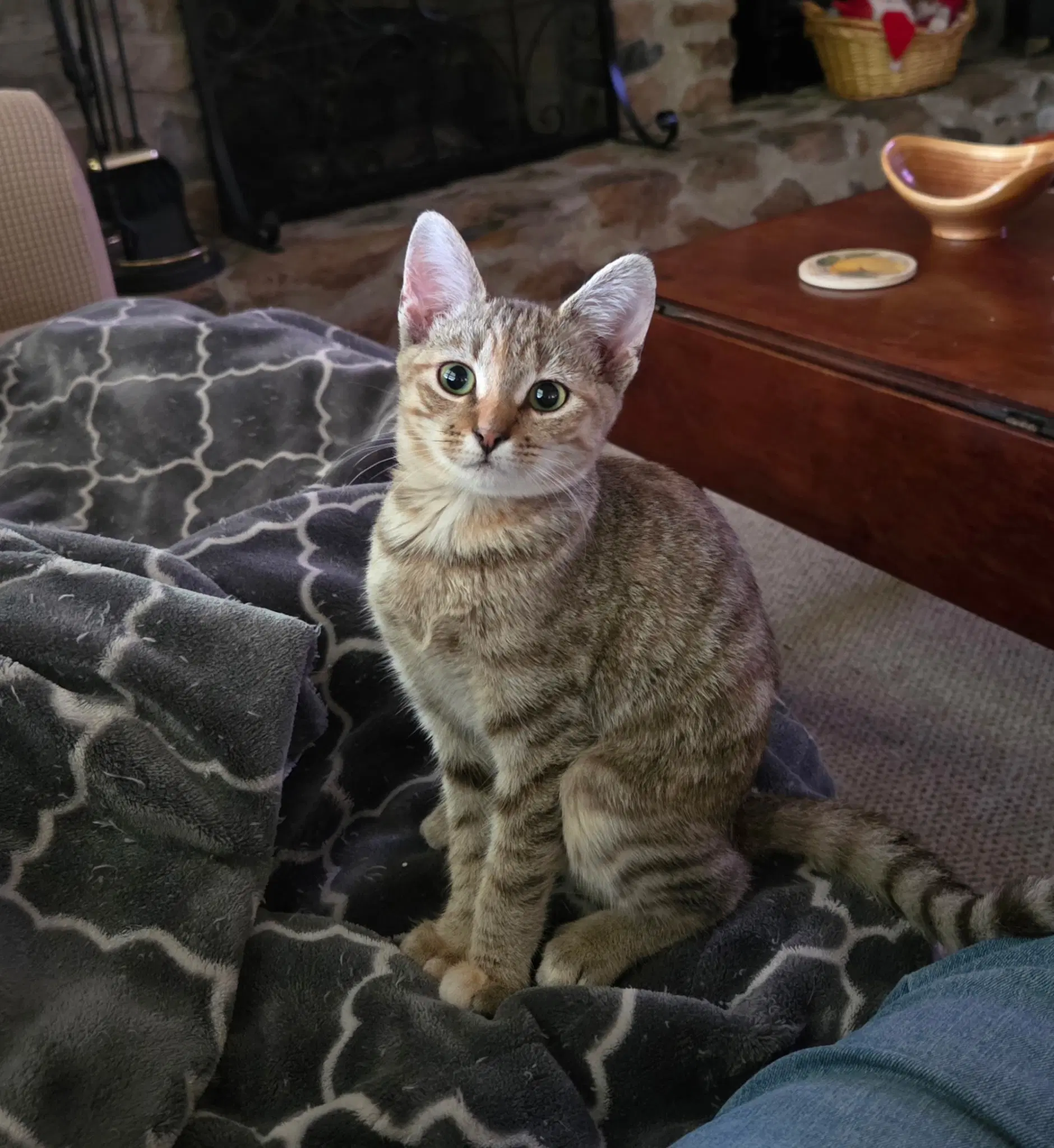 All-Star Breakfast - Domestic Short Hair
