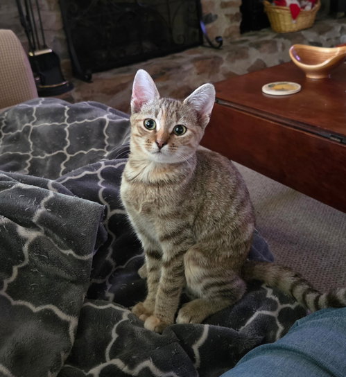 All-Star Breakfast, a cat for adoption from Cat Around Town Project