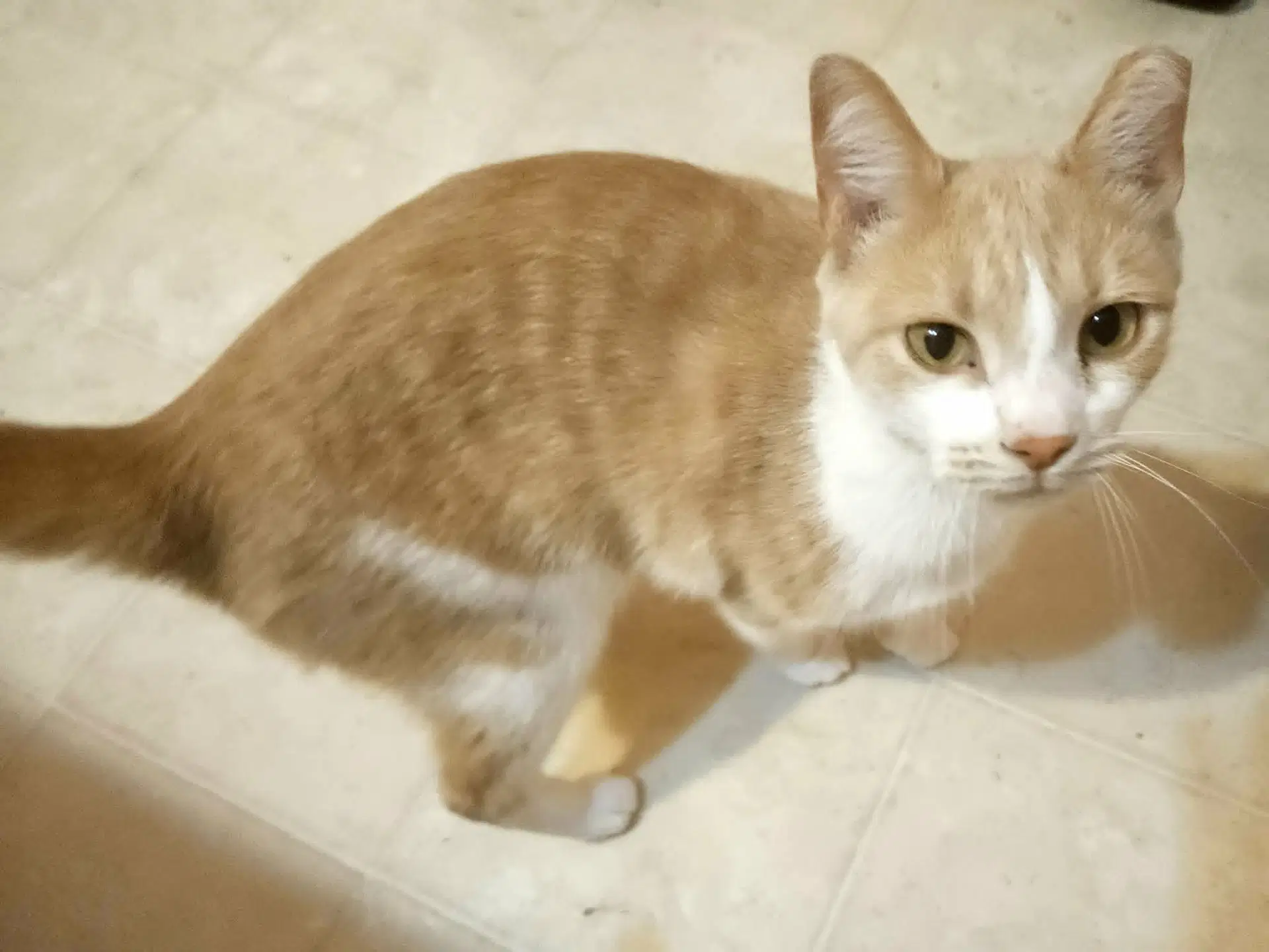 Rocco - Domestic Short Hair