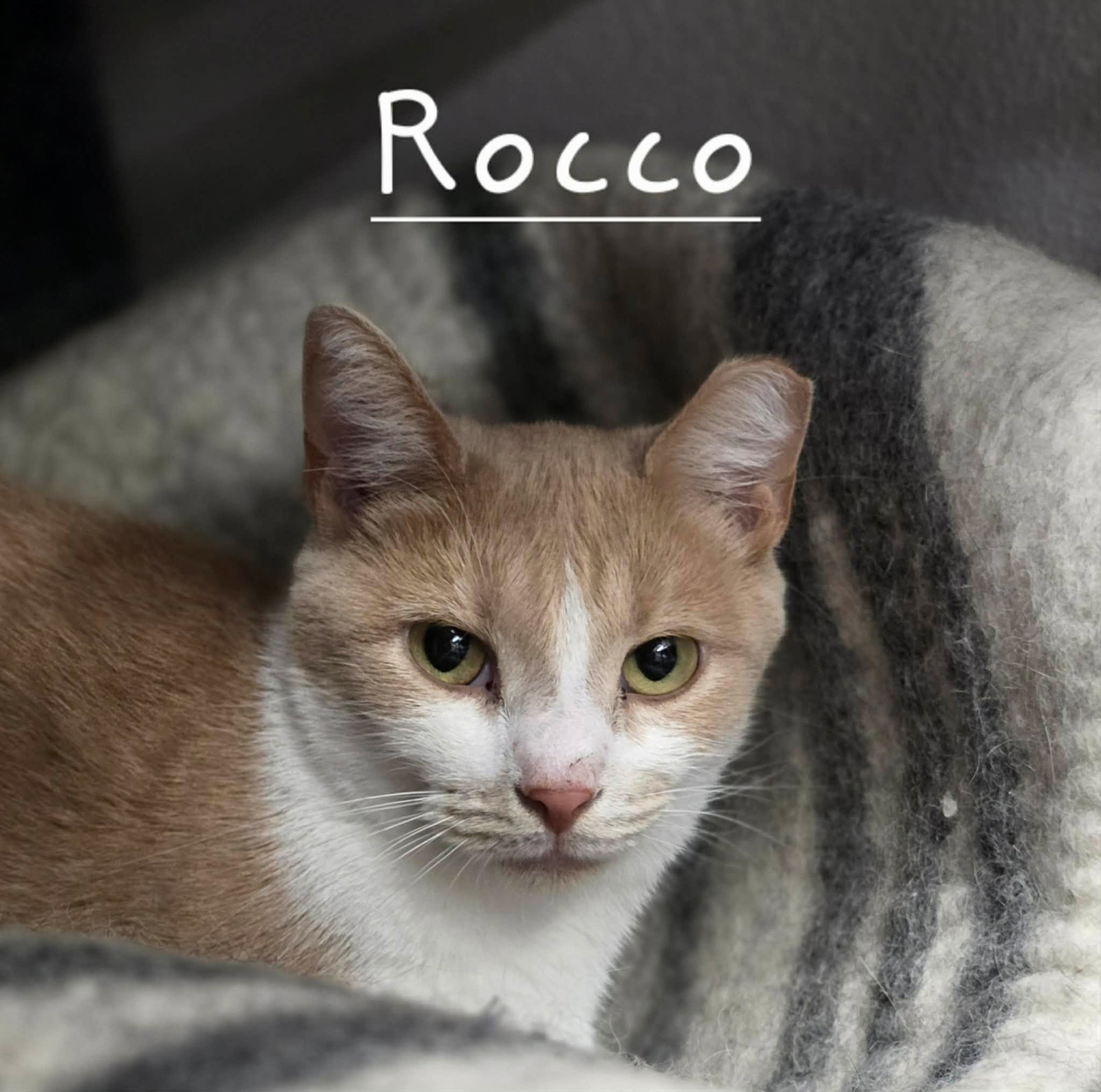 Rocco