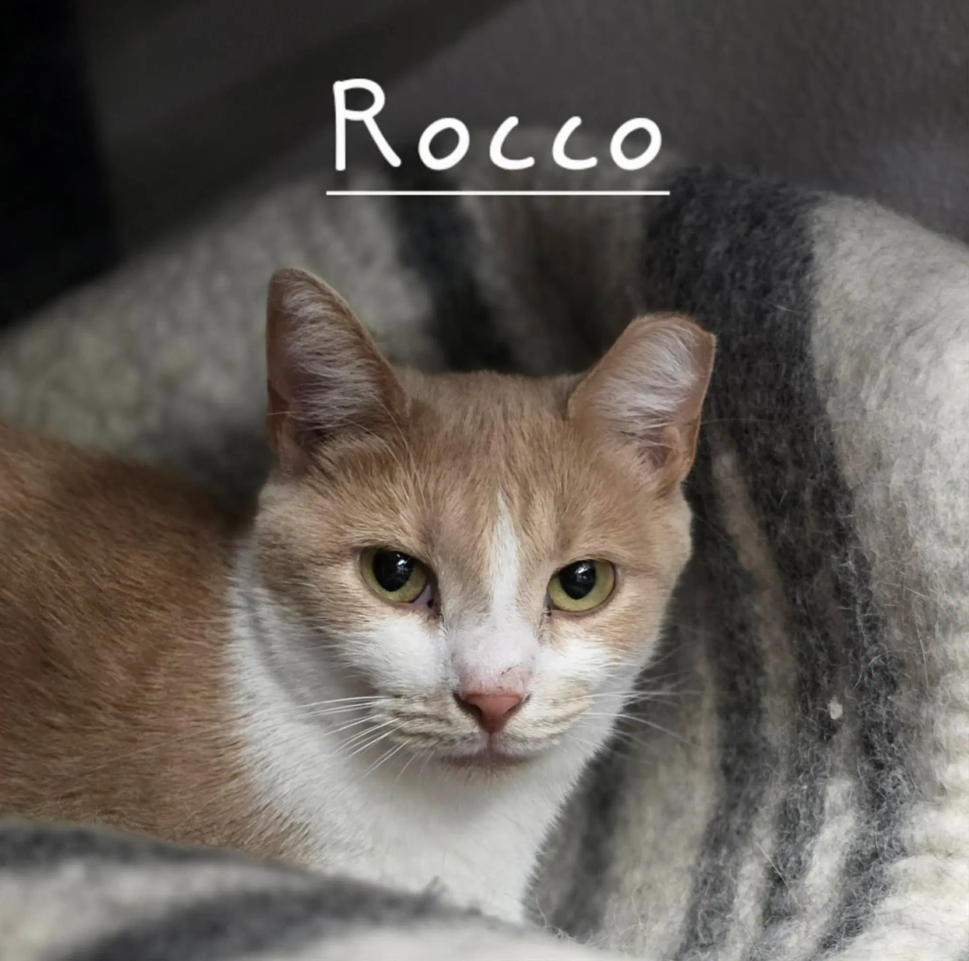 Rocco image 2