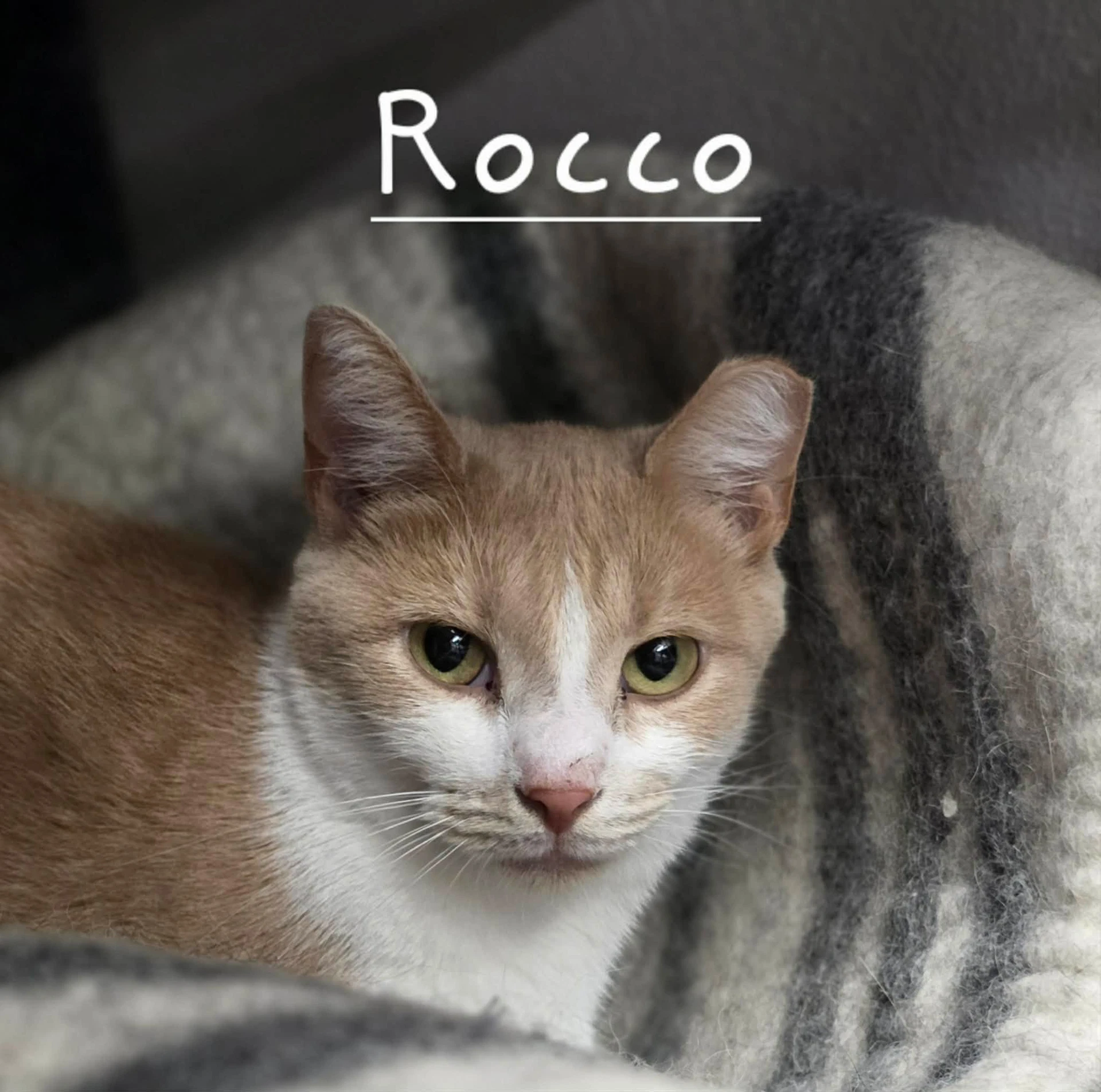 Rocco