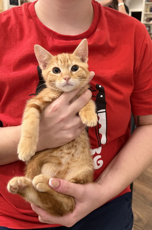 Cardinal (available for pre-adoption)