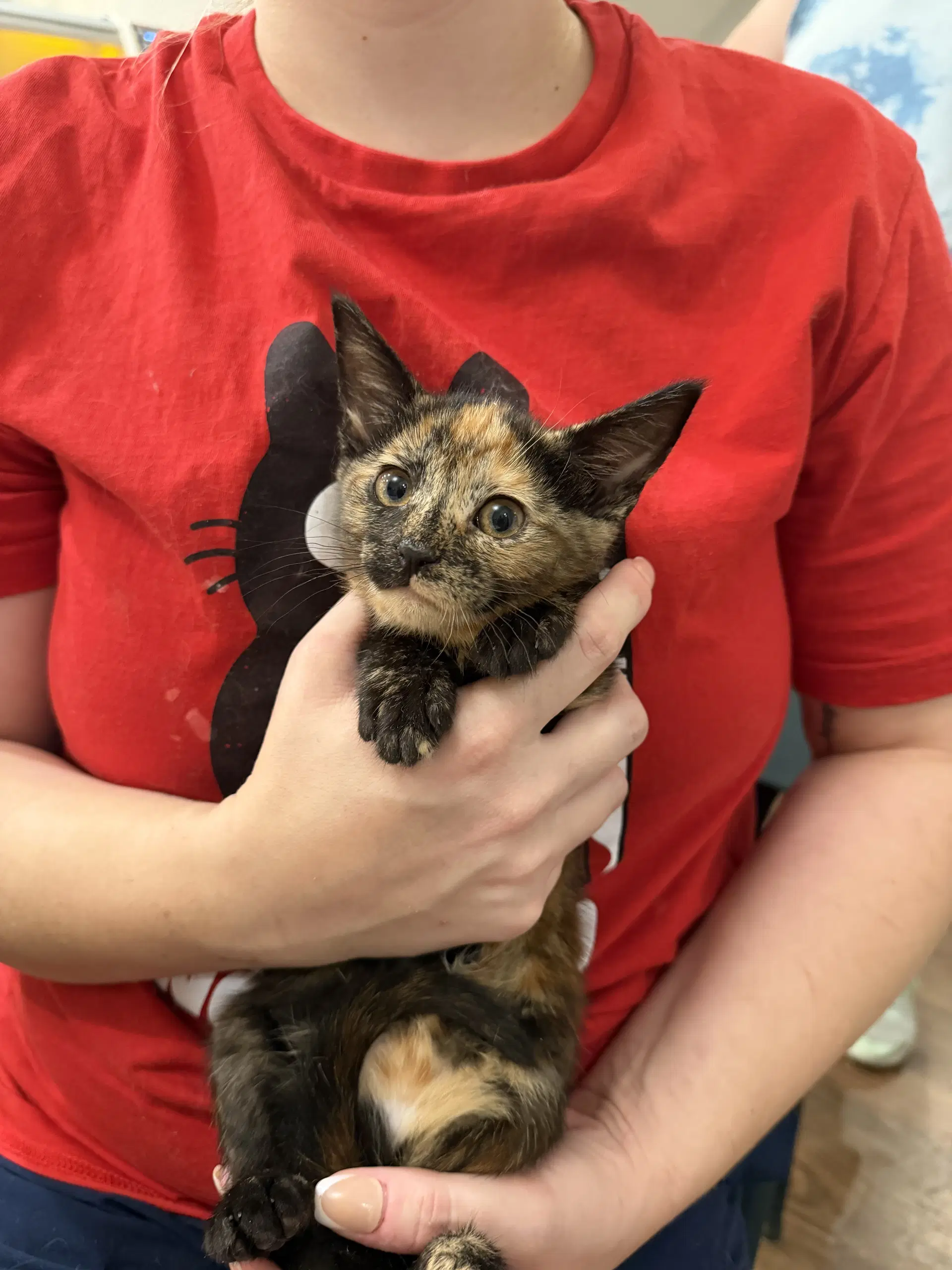 Magpie Available For Pre-Adoption - Domestic Short Hair