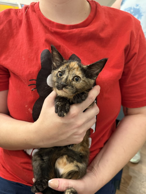 Magpie (Available for pre-adoption)