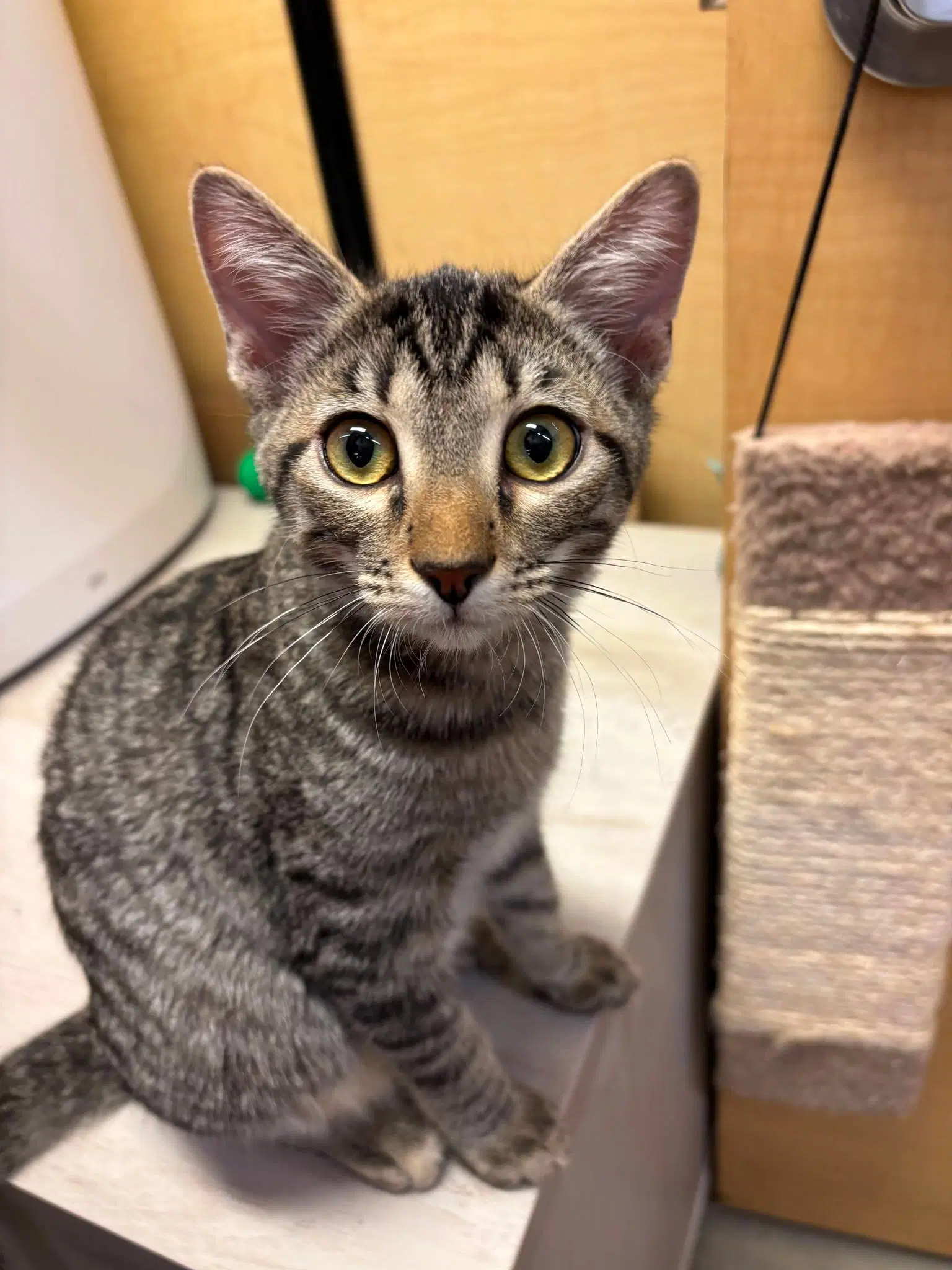 Tipsy Chocolate Cake - Domestic Short Hair