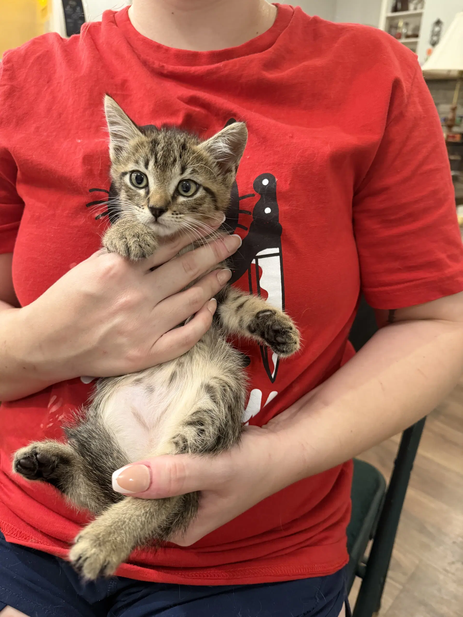 Raven's Eye - Domestic Short Hair