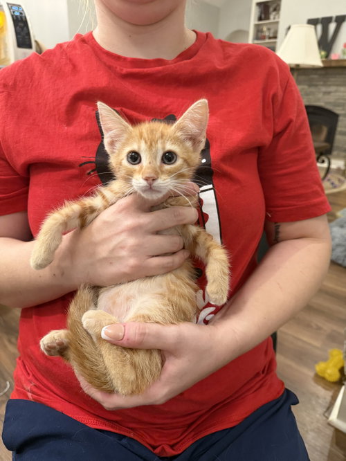 Whopper Jr. (Available for pre-adoption)