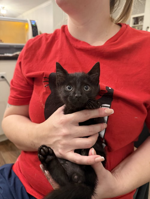 Narc (Available for pre-adoption)