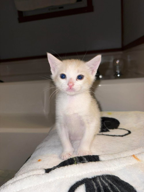 Baked Beans (Available for pre-adoption)