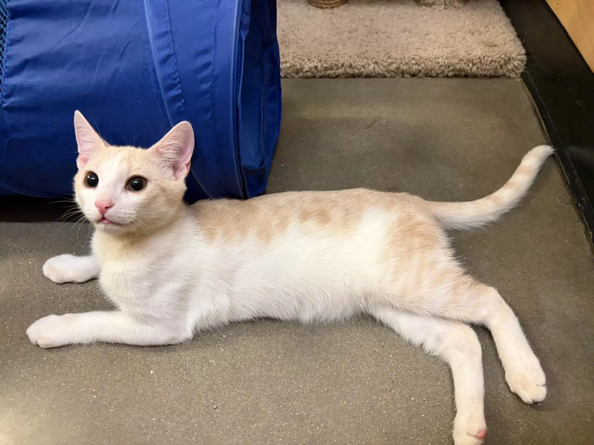 Baked Beans - Domestic Short Hair