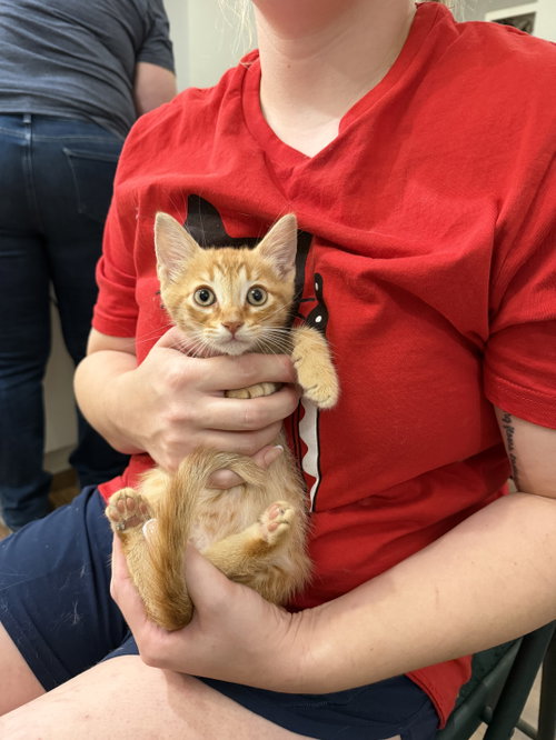 Chonk E. Cheese (Available for pre-adoption)