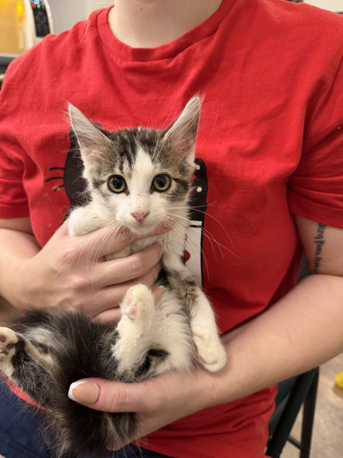 Chonk Norris (Available for pre-adoption)