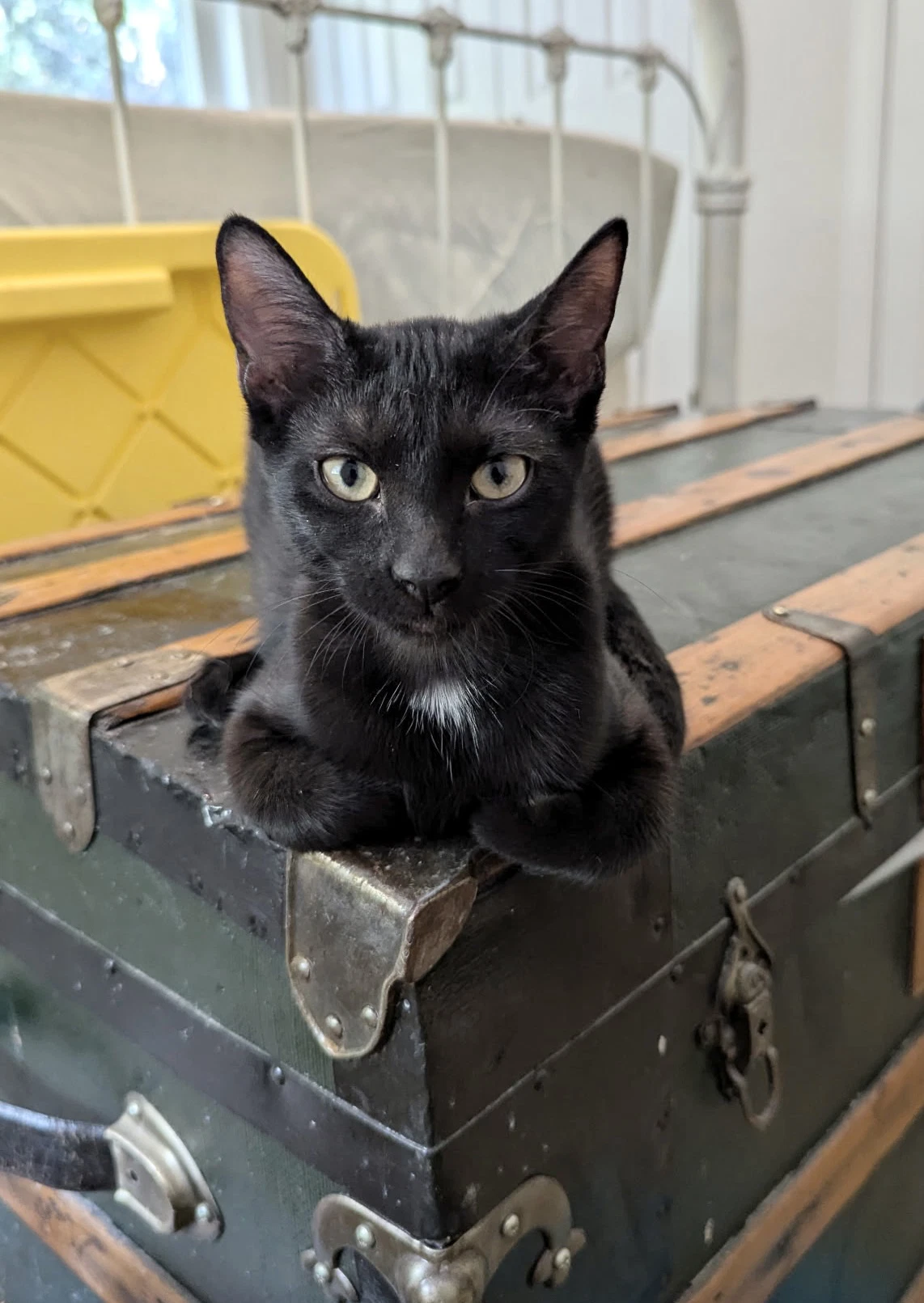 Citation Available For Pre-Adoption
